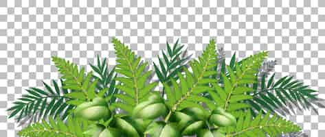 Free vector grass and plants on transparent background for decor