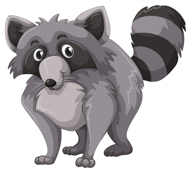 Gray raccoon with happy face