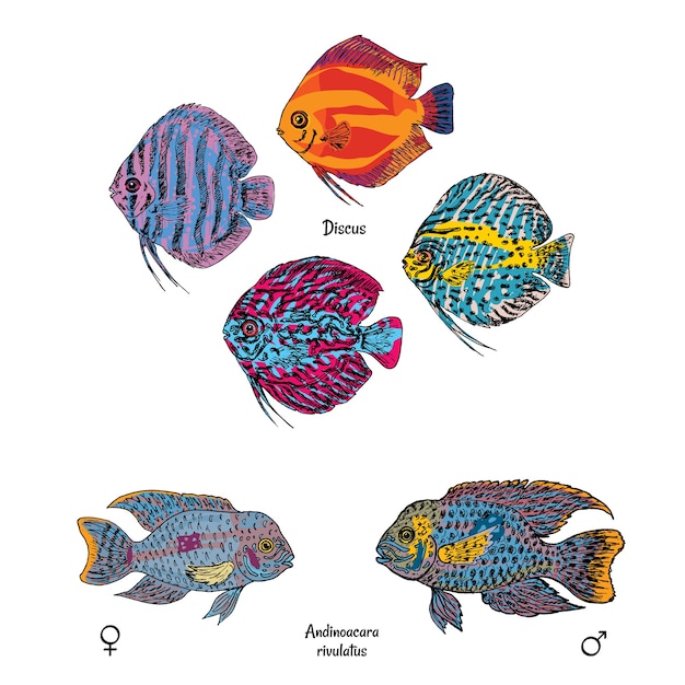 Great aquarium fishes set in colorful drawing style on white