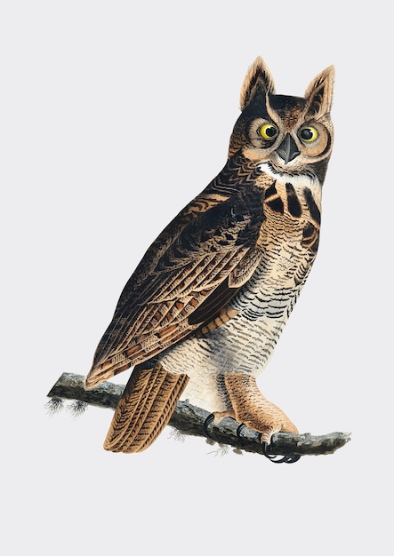 Free vector great horned owl illustration