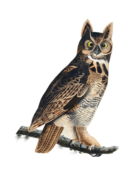 Free Vector great horned owl illustration