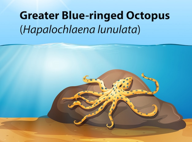 Free Vector greater blue ringed octopus