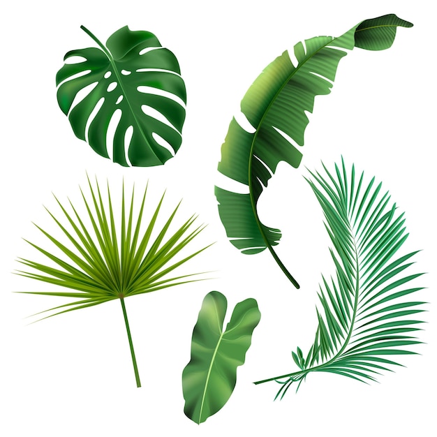 Free vector green exotic jungle leaves set monstera philodendron fan palm banana leaf areca palm illustration