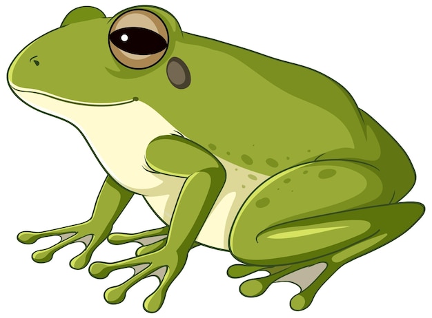 A green frog on white background