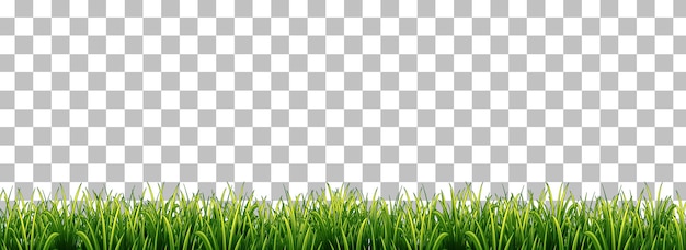 Green grass on transparent background