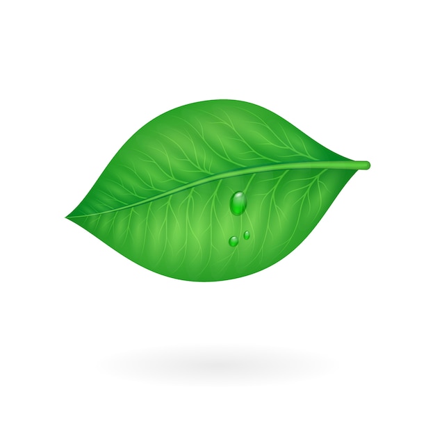 Free Vector green leaf