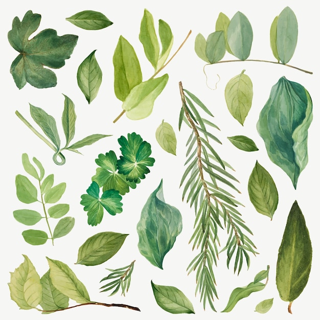 Free vector green leaves illustration set, remixed from the artworks by mary vaux walcott