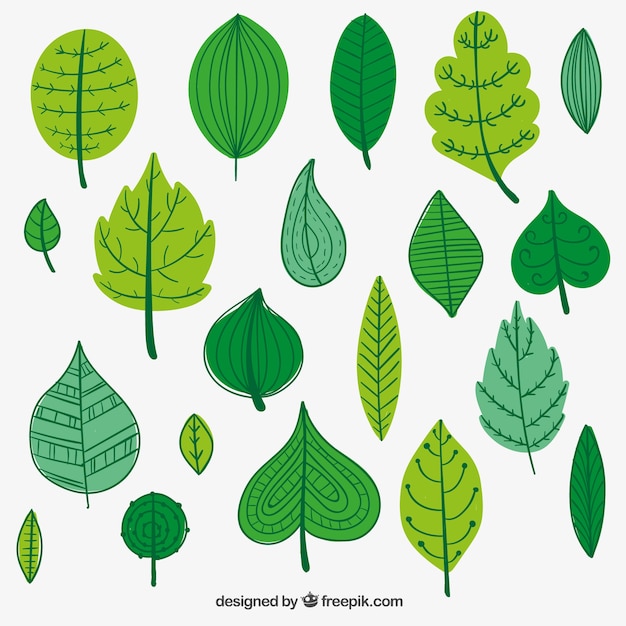 Green leaves illustration