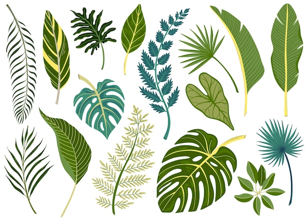 Free Vector green leaves of various tropical plants and trees flat set isolated vector illustration