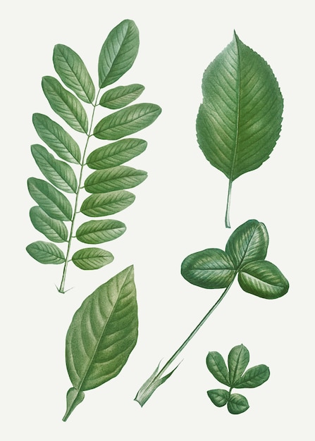 Green leaves