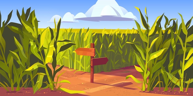 Green maize plants and sandy road between corn fields, wooden post with arrows and traffic signs. Farm agricultural landscape, natural scene cartoon illustration.