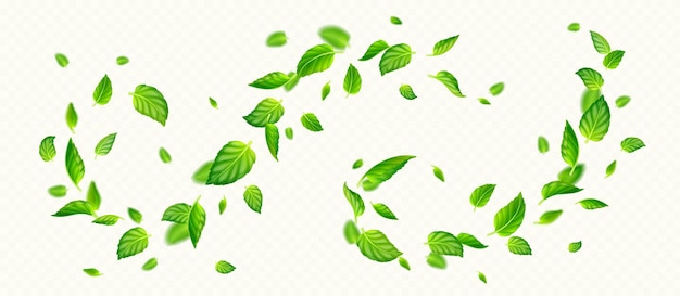 Free Vector green mint leaves falling and flying in air