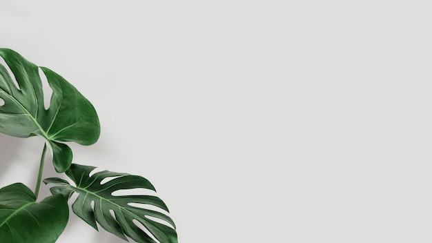 Free Vector green monstera leaves with copy space vector