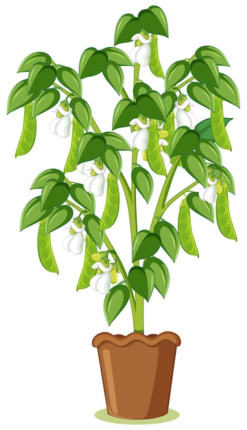 Free vector green pea tree or pea plant in a pot in cartoon style isolated