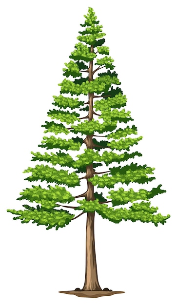 A green pine tree