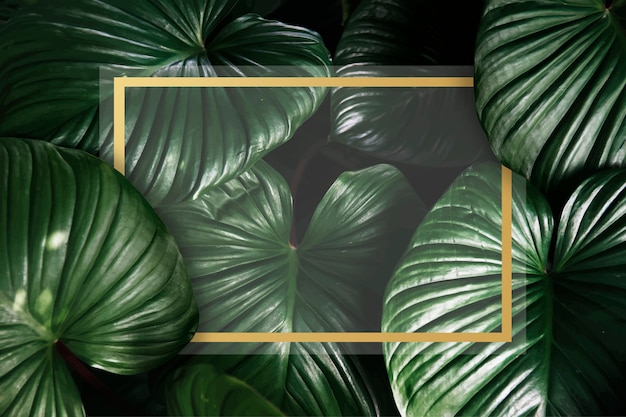 Green tropical background