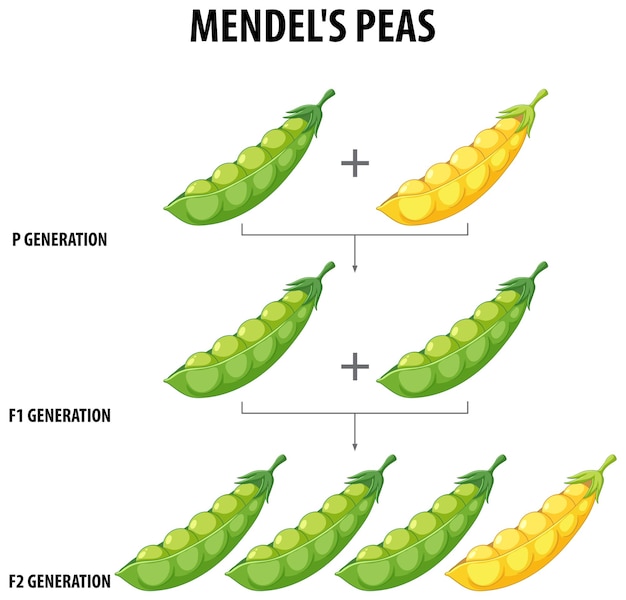 Free Vector gregor mendel39s pea plant experiment a cartoon illustration