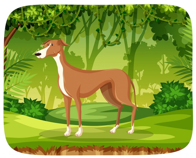 Free Vector a greyhound in the jungle