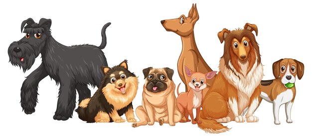 Group of dog breeds on white background