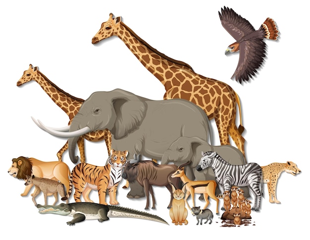 Group of wild African animals on white background