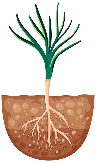 Free Vector growing plant with roots in soil