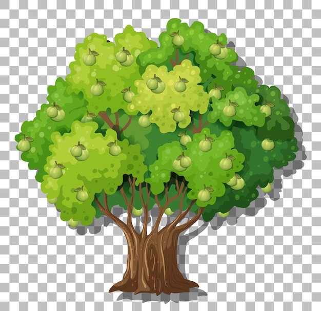 Guava tree on transparent background