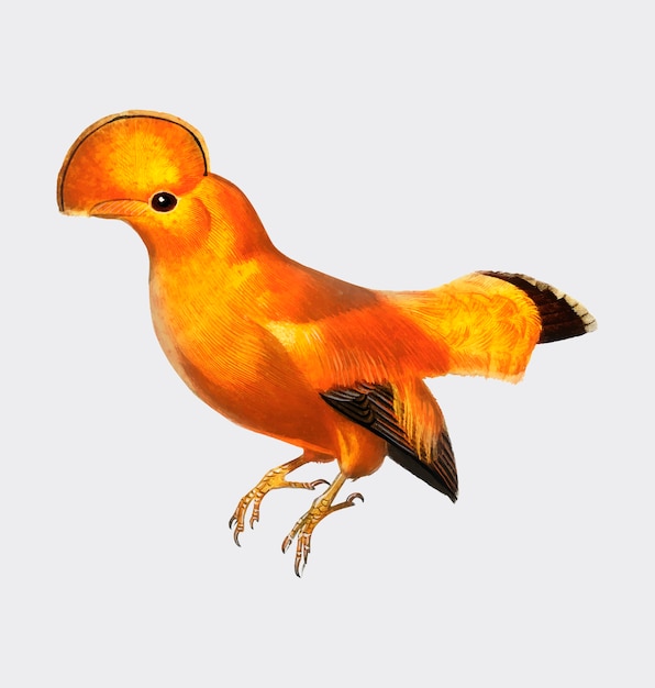 Free Vector guianan cock-of-the-rock (rupicola rupicola) 