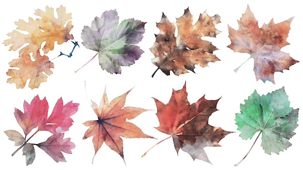 Free vector hand draw autumn detailed watercolor leafs set