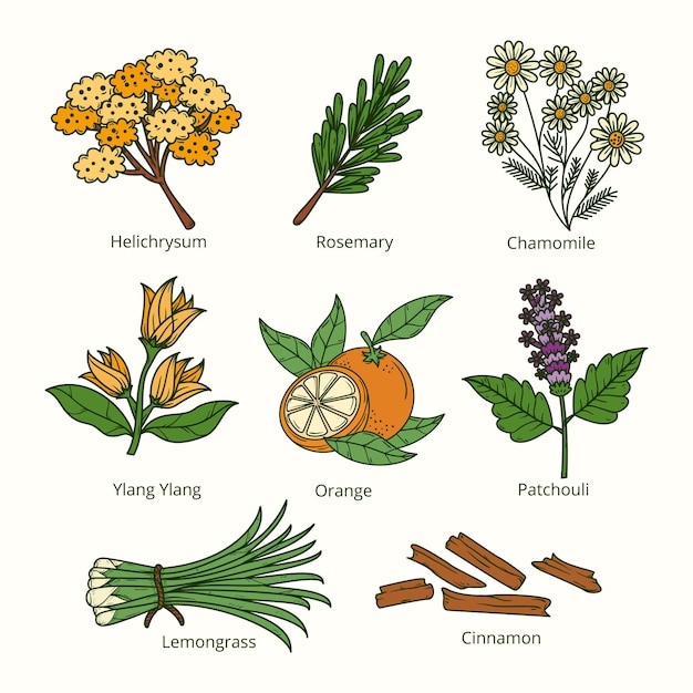 Hand draw essential oil herb collection