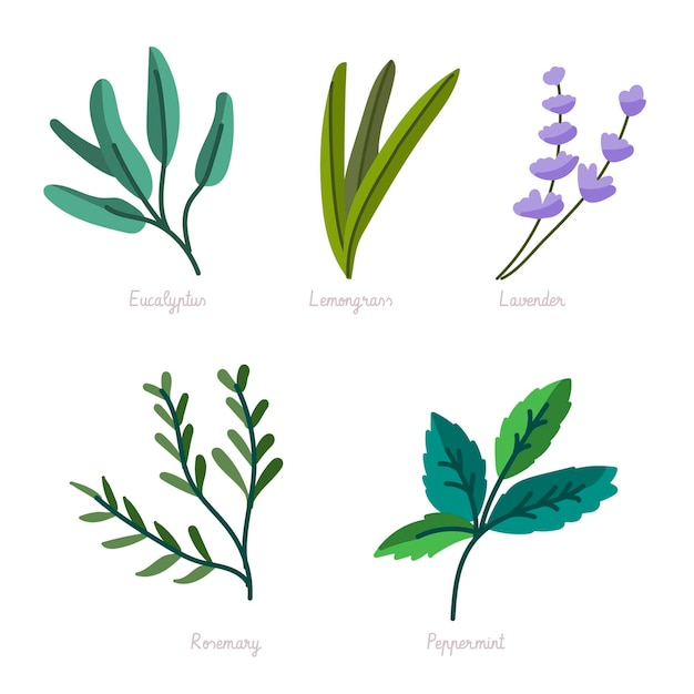 Free Vector hand draw essential oil herb collection