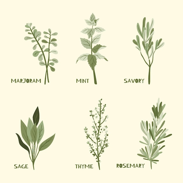 Free Vector hand draw essential oil herb set