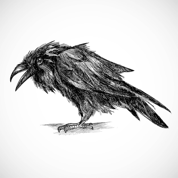 Free vector hand draw raven sketch design