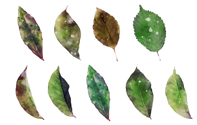 Free Vector hand draw watercolor leafs collection