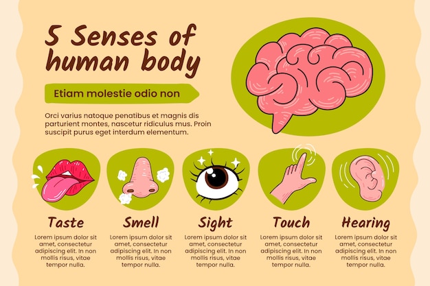 Free vector hand drawn 5 senses infographic