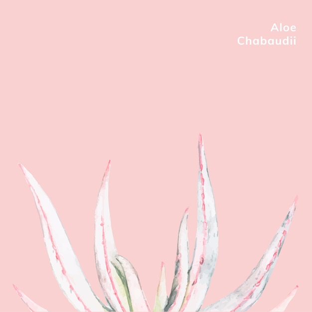 Free Vector hand drawn aloe chabaudii plant