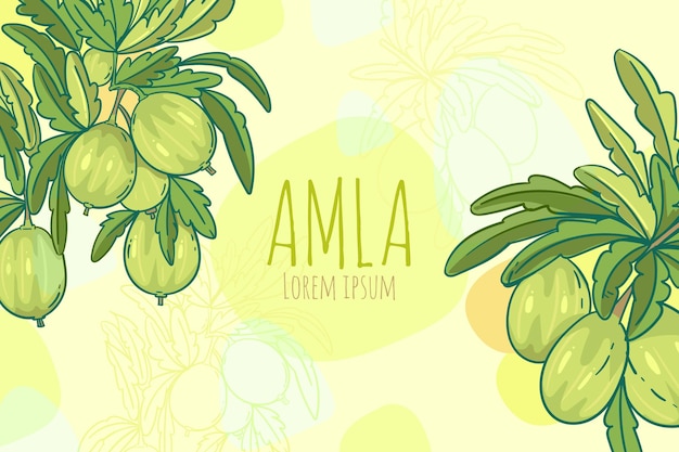 Hand drawn amla fruit background