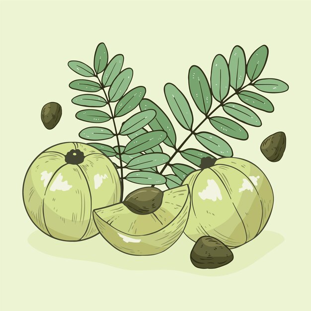 Hand drawn amla fruit illustrated