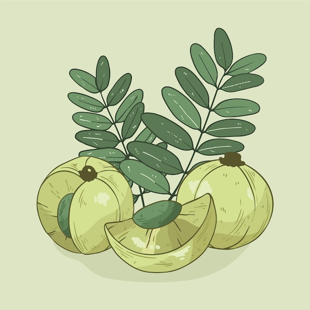 Free Vector hand drawn amla fruit illustrated