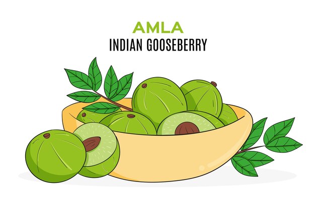 Hand drawn amla fruit illustrated