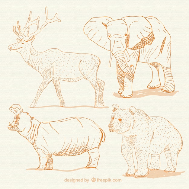 Hand drawn animals