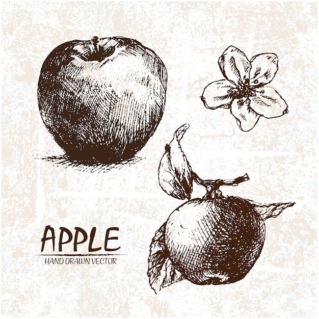 Hand drawn apple design