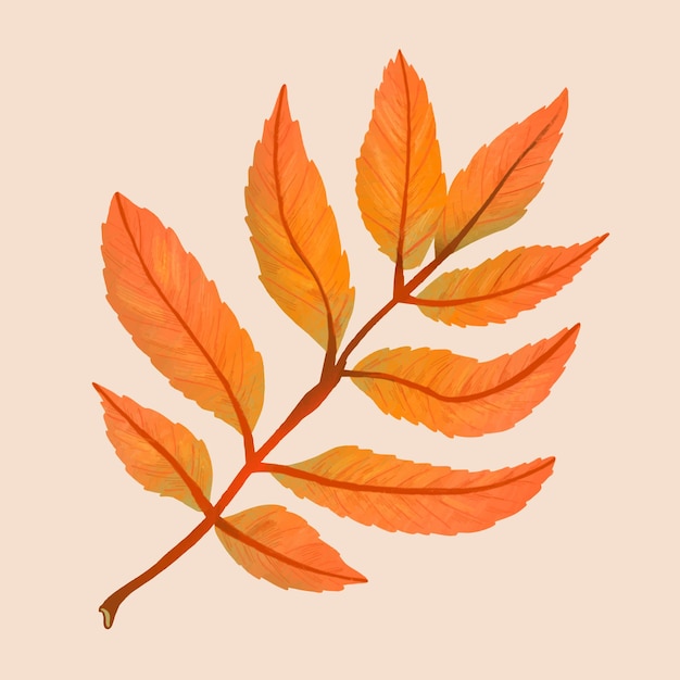 Free vector hand drawn ash element vector fall leaf