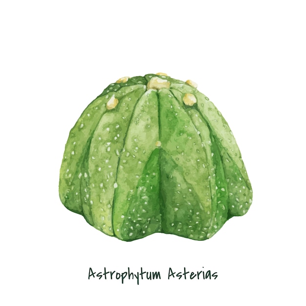 Free Vector hand drawn astrophytum asterias sand dollar cactus