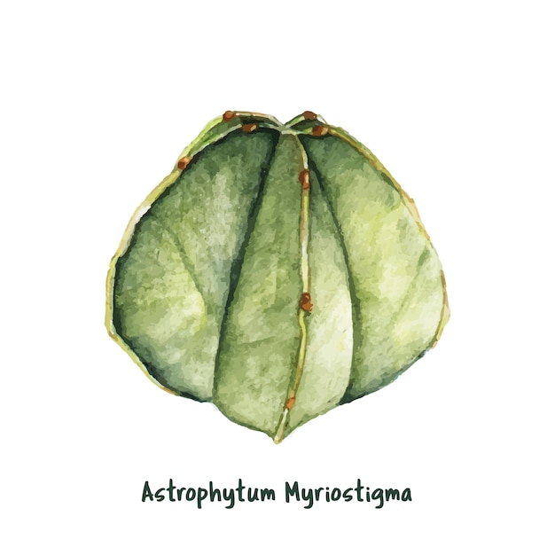 Hand drawn astrophytum myriostigma bishop