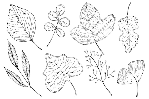 Hand drawn autumn leaves collection