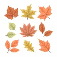 Free vector hand drawn autumn leaves collection