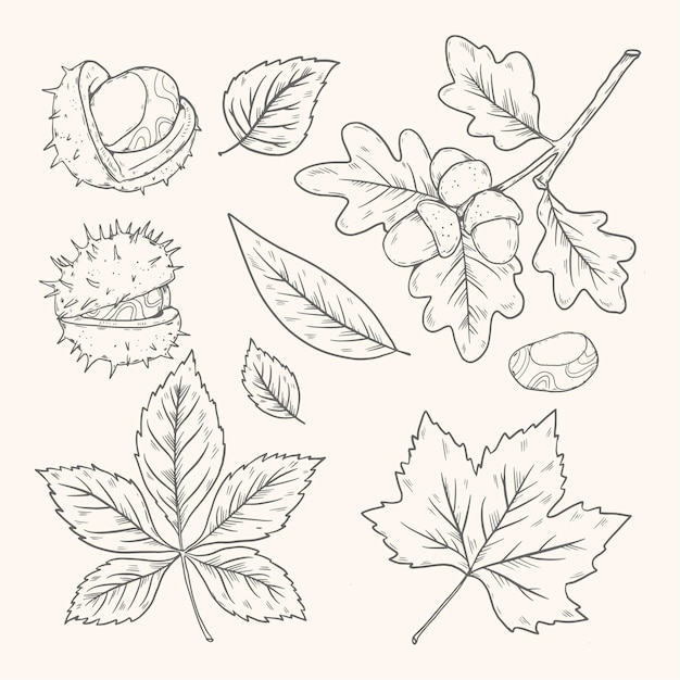 Free vector hand drawn autumn leaves collection