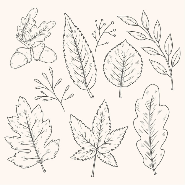 Hand drawn autumn leaves collection