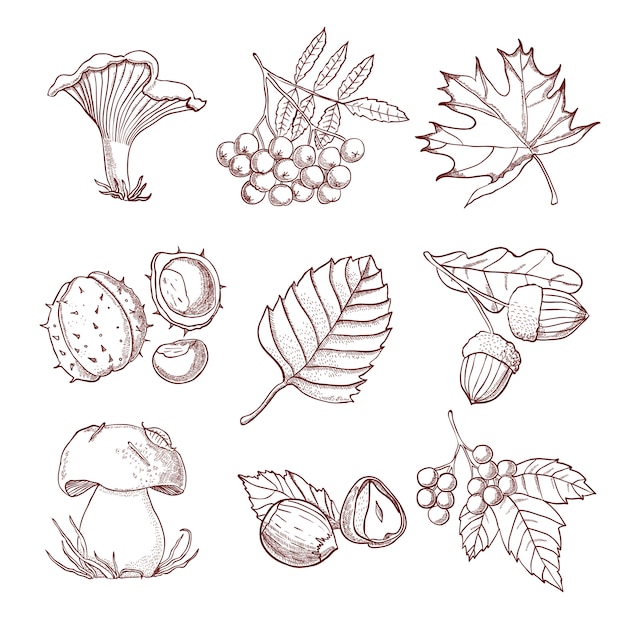 Free Vector hand drawn autumn set