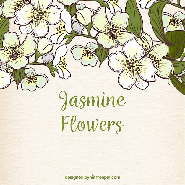 Free vector hand drawn background with jasmine flowers